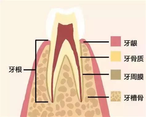 牙齒的功能|對於牙齒介紹你認識多少？認識牙齒以及牙齒構造｜快 